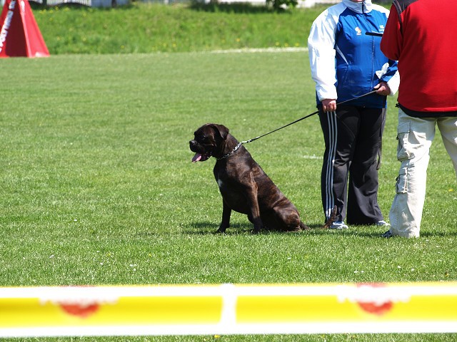 www.atibox.net * www.euroboxer.eu * www.boxergenealogia.eu